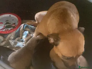 Mixed Breed dogs Jug puppies 3 left all male - Advert 1