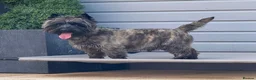 Cairn Terrier dogs for stud: KC Registered, Proven Stud - Advert 2
