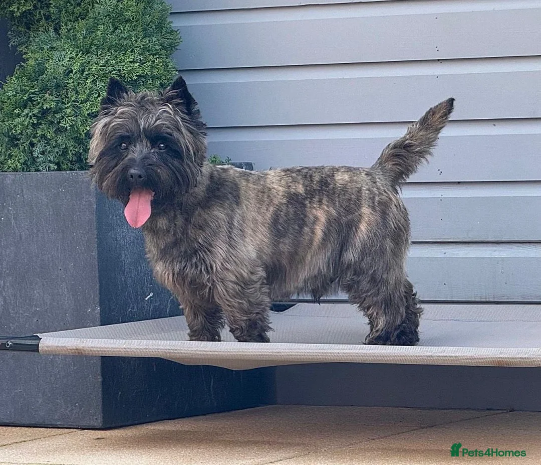 Cairn Terrier dogs for stud: KC Registered, Proven Stud - Advert 2
