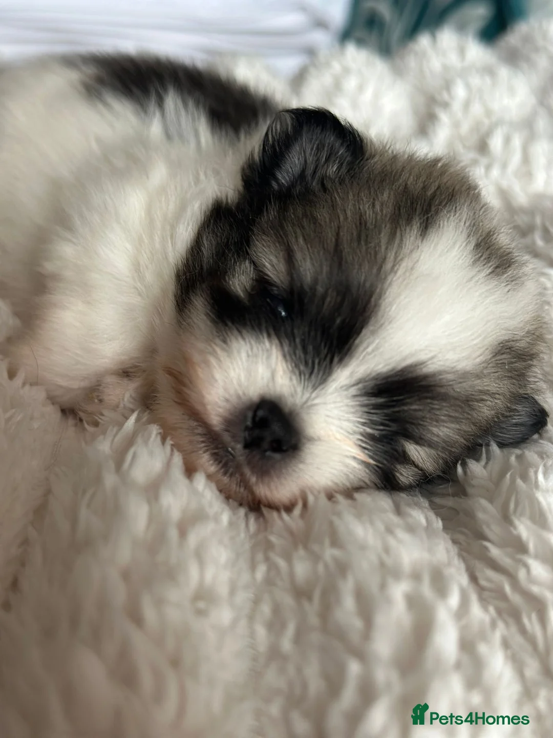 Pomeranian dogs for sale: Precious Pomeranian Puppies for sale  - Advert 26