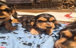 Cocker Spaniel dogs for sale: KC reg Sable Show Type Cocker Spaniels  - Image 9