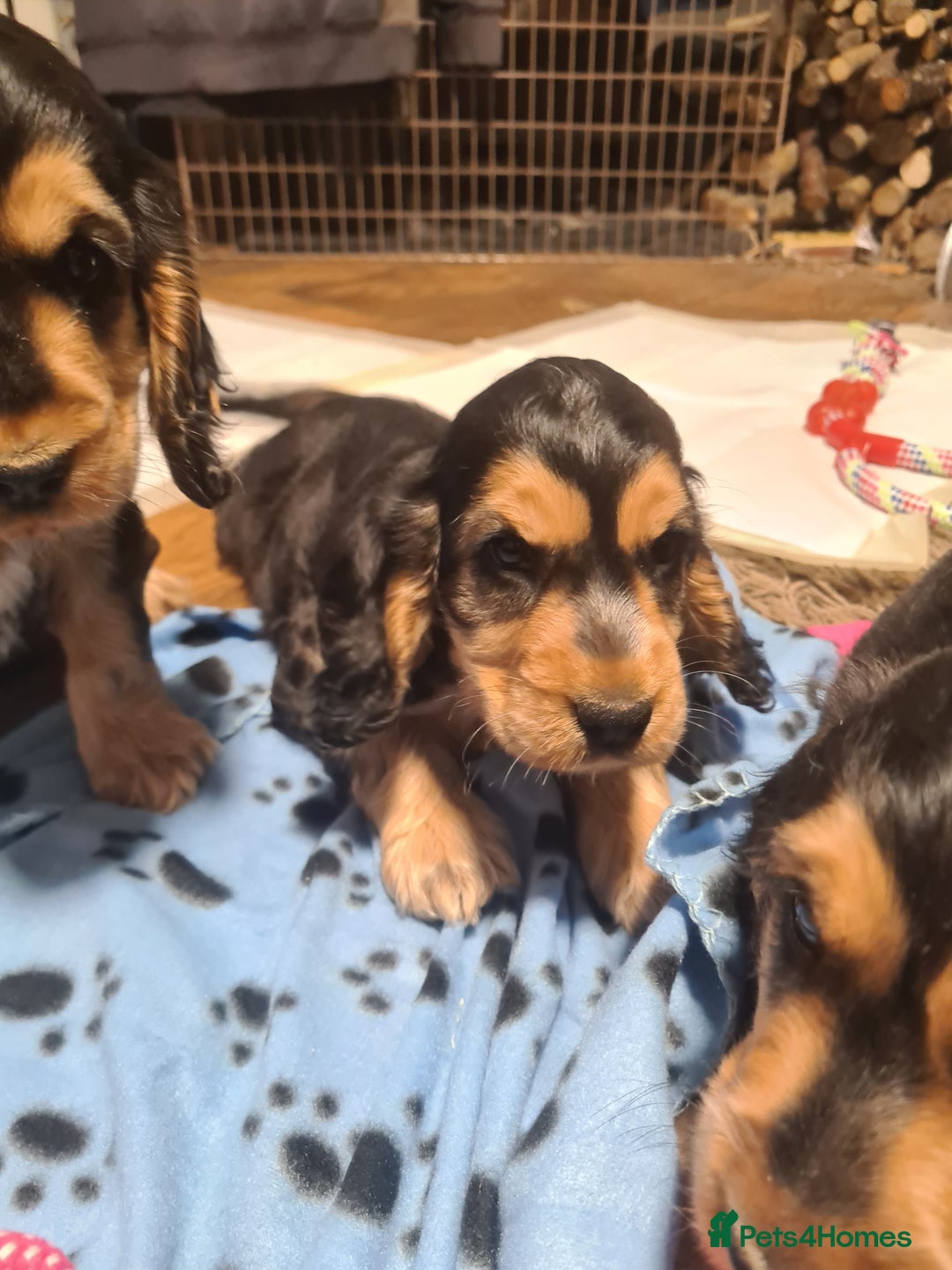 Cocker Spaniel dogs for sale: KC reg Sable Show Type Cocker Spaniels  - Image 9