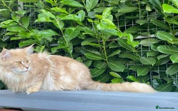 Maine Coon cats for sale: Attention please  - Image 7