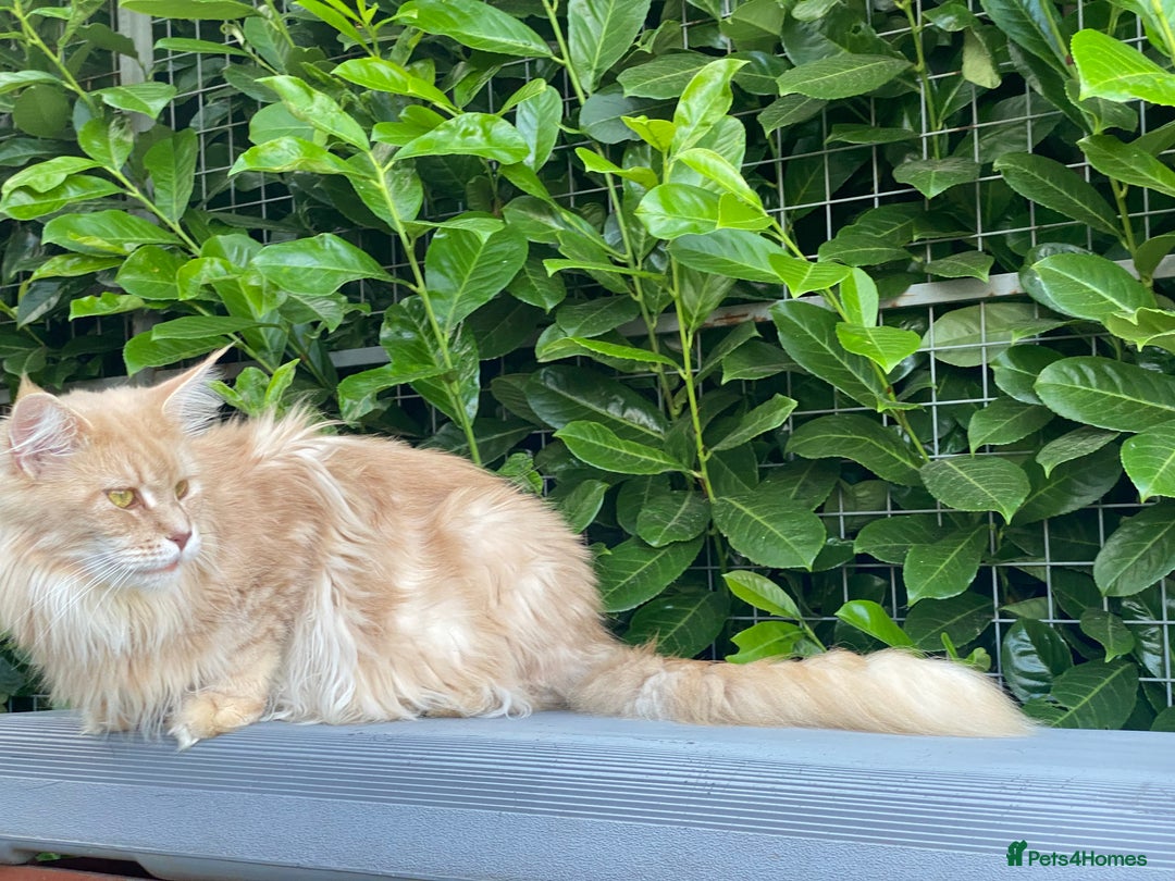 Maine Coon cats for sale: Attention please  - Image 7