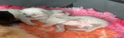 Mixed Breed cats for sale: 6 stunning kittens  - Advert 7
