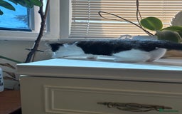 Mixed Breed cats for sale: 2 lovely kittens looking for a new home - Image 5