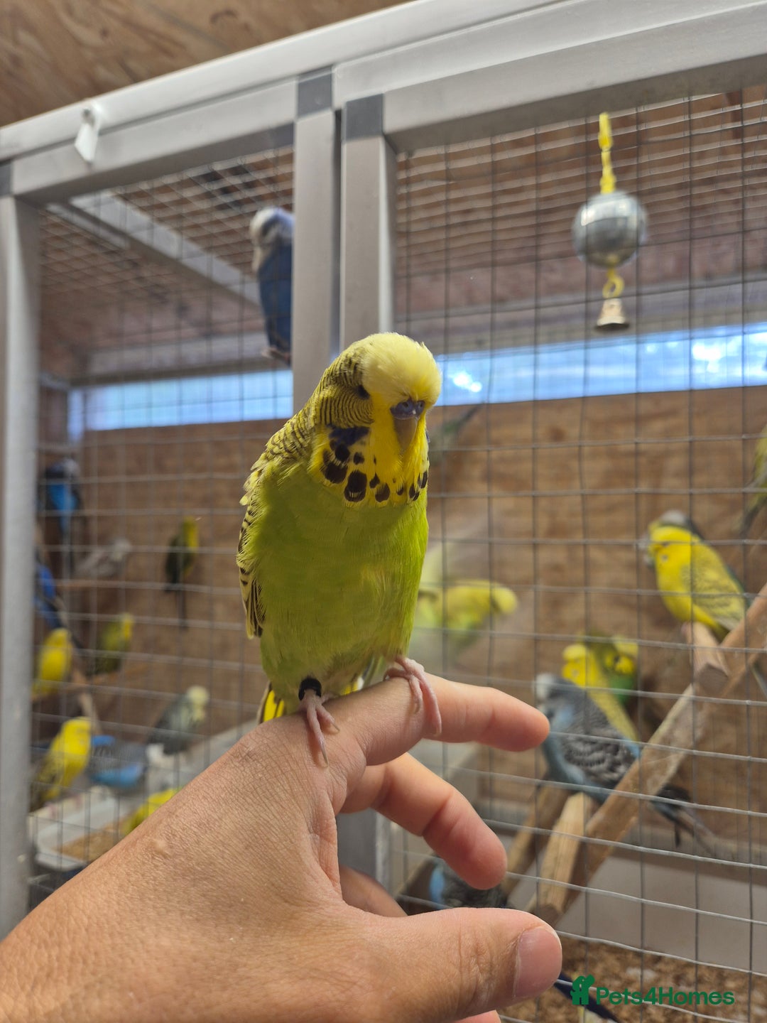 Budgerigars birds for sale: Tamed Cinnamon green 25 - Image 2