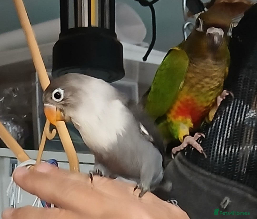 Lovebirds birds for sale: Fischers lovebirds handreared x2 - Image 2