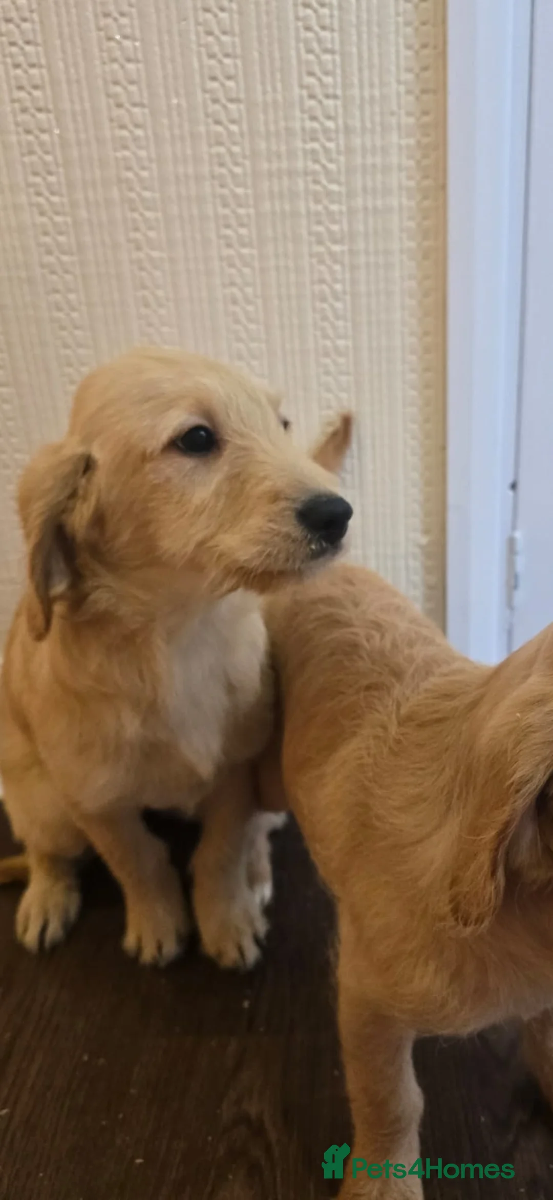 Goldendoodle dogs for sale: Goldendoodle puppys in Chichester - Advert 8