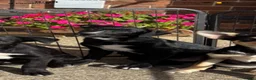 Mixed Breed dogs for sale: Collie X kelpie  - Advert 2