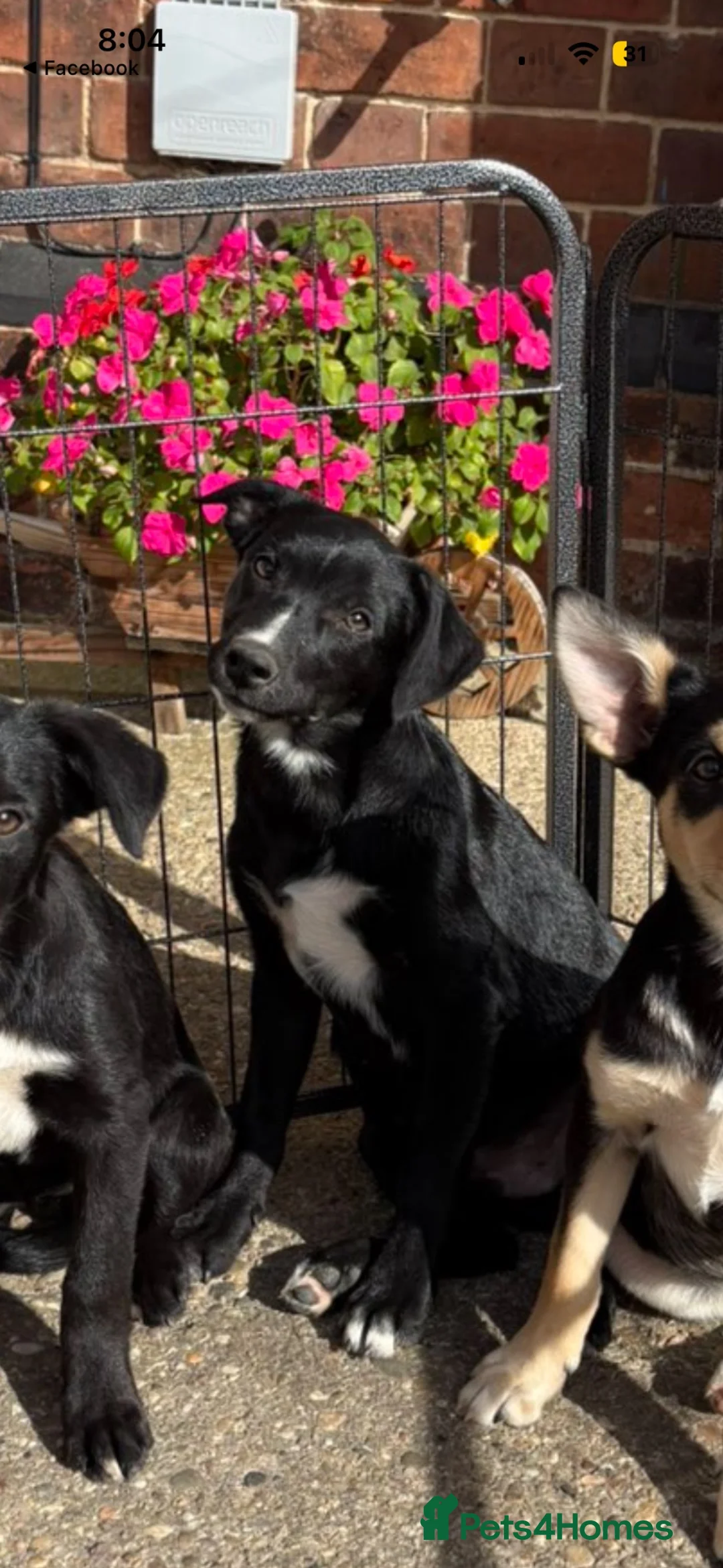 Mixed Breed dogs for sale: Collie X kelpie  - Advert 2