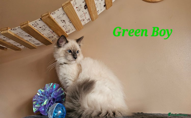 Ragdoll cats for sale in Nelson - Advert 2