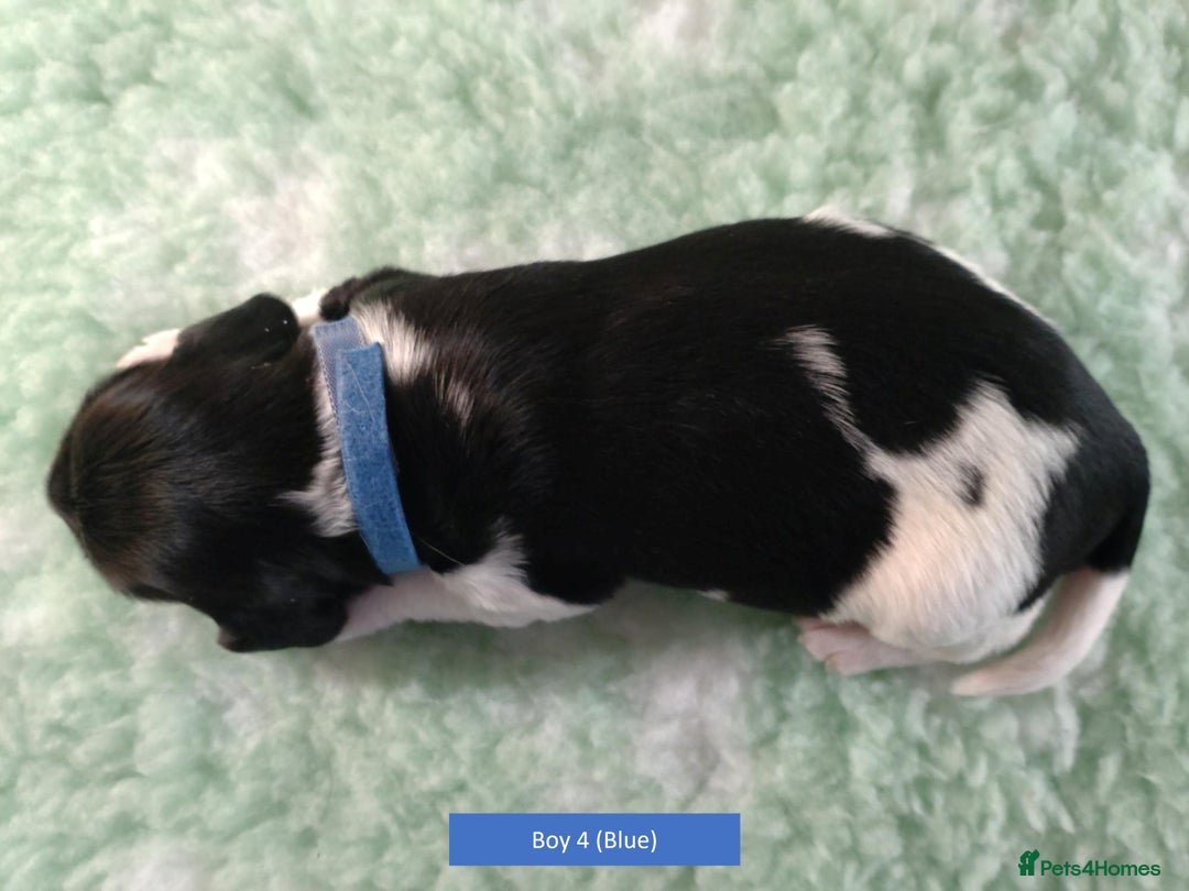 English Springer Spaniel dogs for sale: Health Tested English Springer Spaniel Puppies - Advert 14