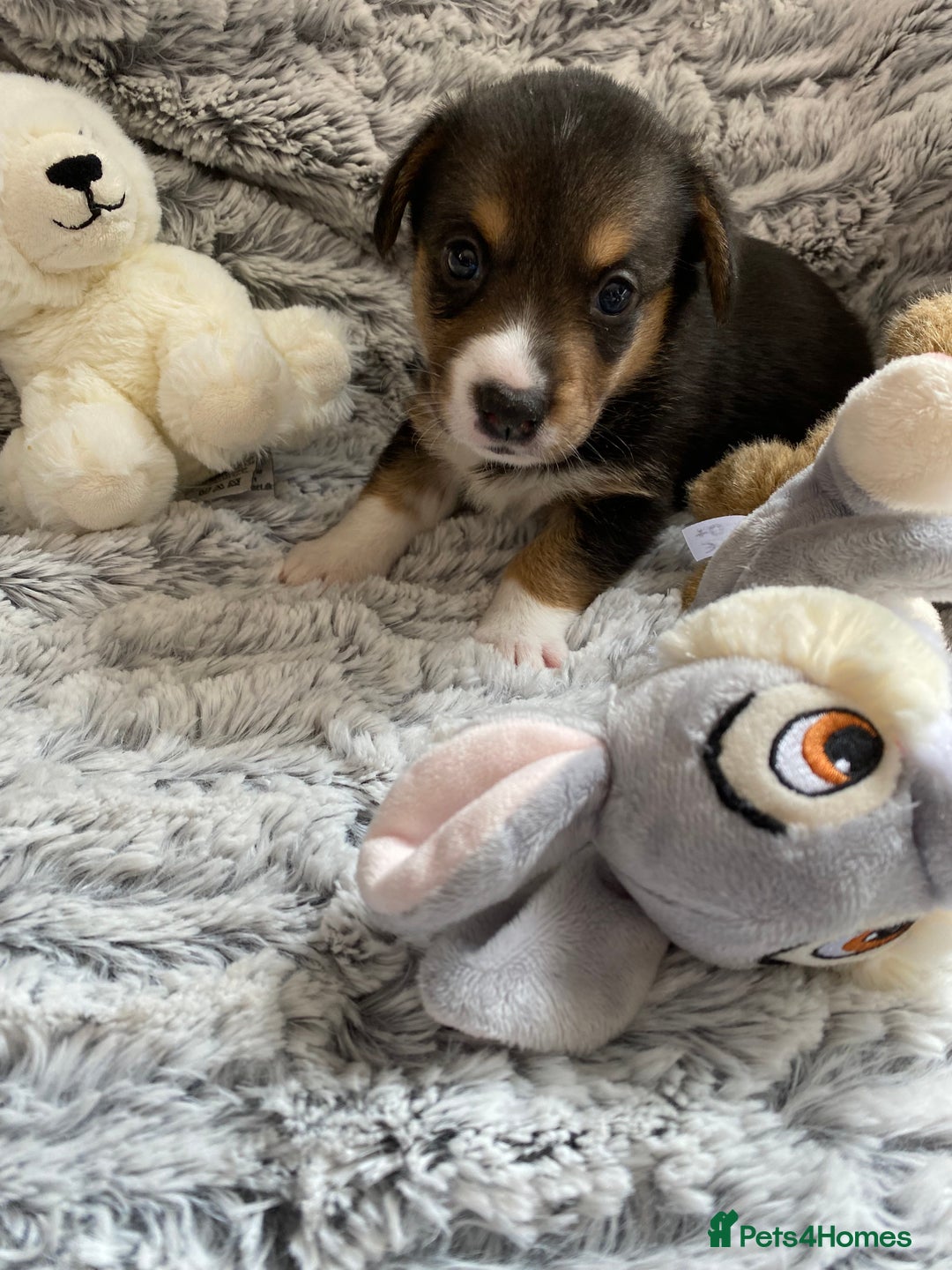 Welsh Corgi Cardigan dogs for sale: WELSH CARDIGAN CORGI BABIES FROM 5 ⭐ LICENSED HOME - Image 12