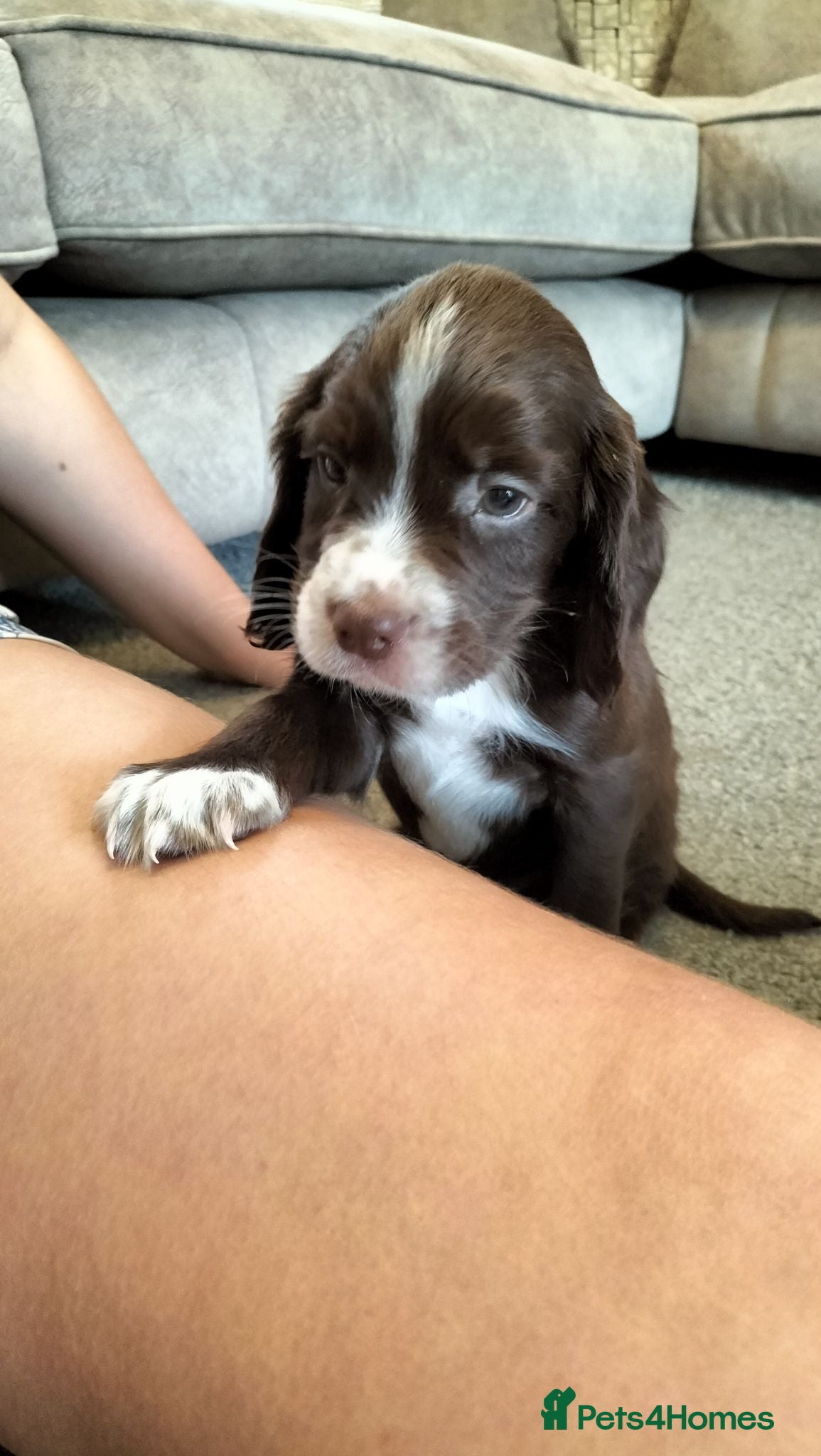 Sprocker dogs Sprocker pups - Advert 1