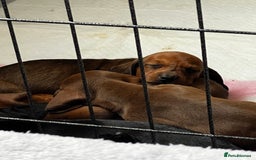 Dachshund dogs for sale: Miniature Dachshund Puppies  - Image 21