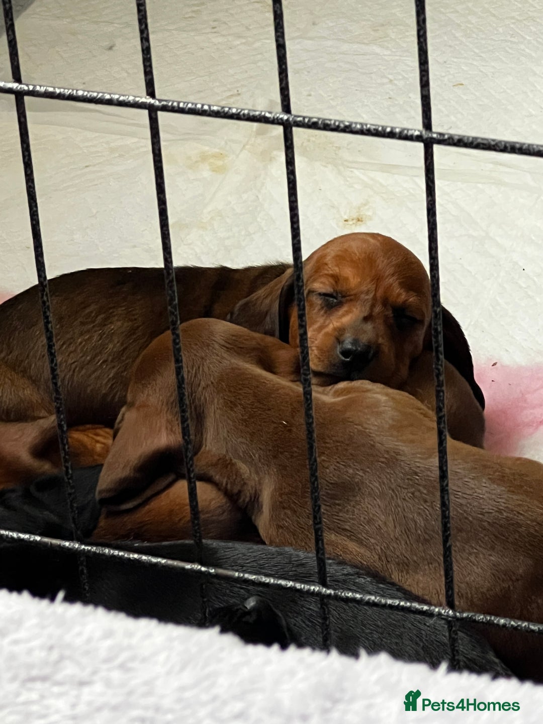 Dachshund dogs for sale: Miniature Dachshund Puppies  - Image 21