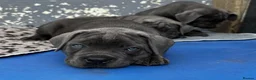 Cane Corso dogs for sale: Noble Guardians With Hearts Made for Home in Leicester - Advert 9