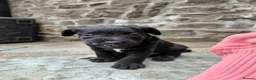 Patterdale Terrier dogs for sale: 4 chocolate/black Patterdale puppies - female - Advert 5