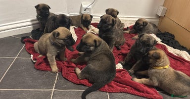 Belgian Shepherd Dog dogs - Advert 12
