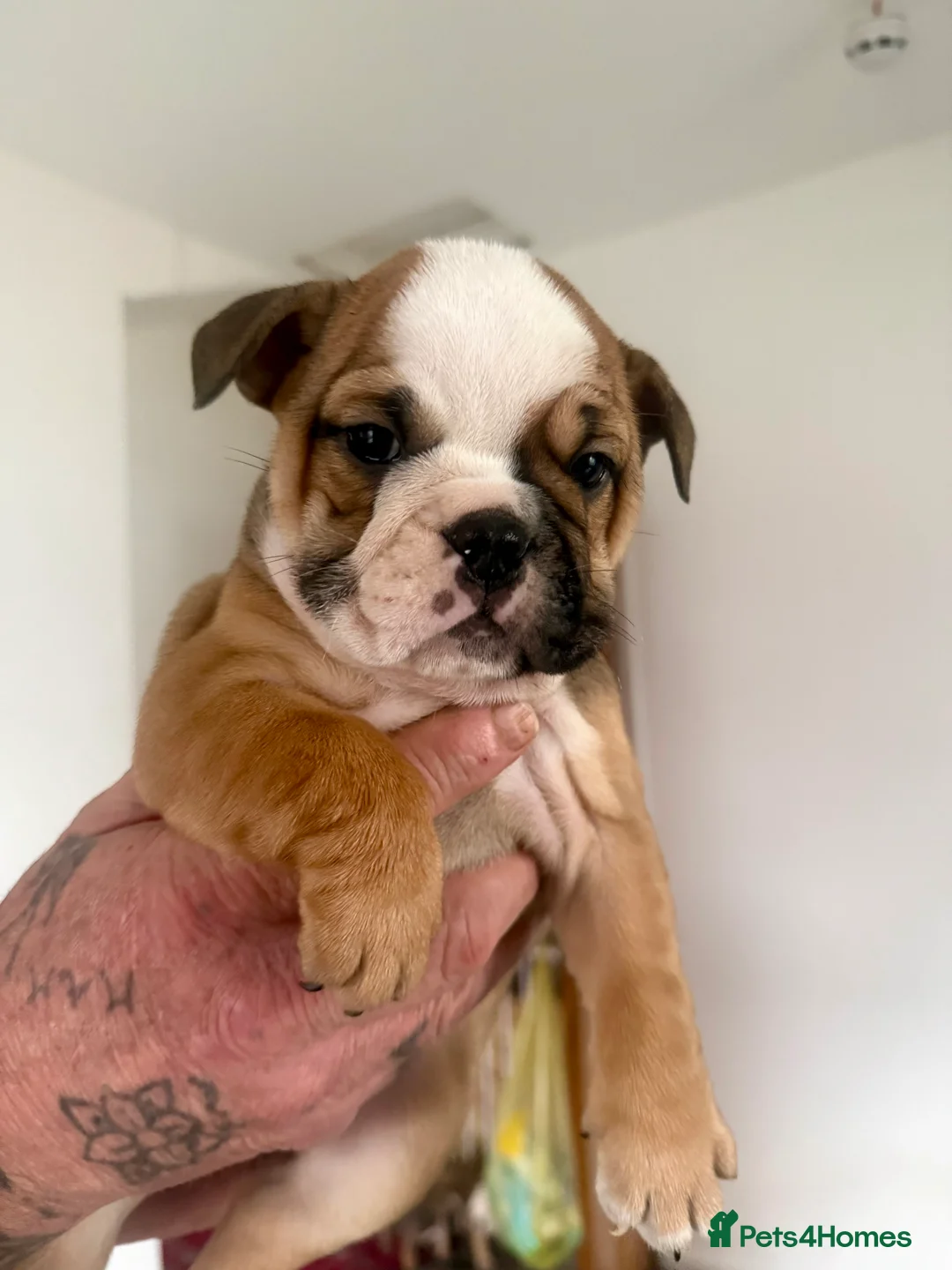 English Bulldog dogs for sale: New England bulldog puppies  in Bingley - Advert 2