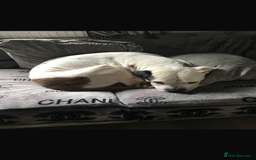 American Bulldog dogs for sale: Rocco American bulldog - Image 3
