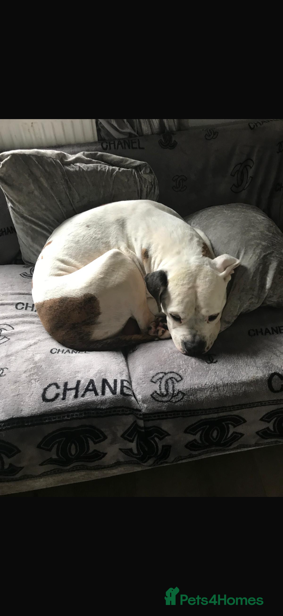 American Bulldog dogs for sale: Rocco American bulldog - Image 3