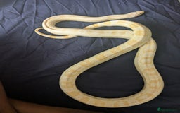 Corn Snake reptiles for sale: Snow morph corn snake  - Image 2