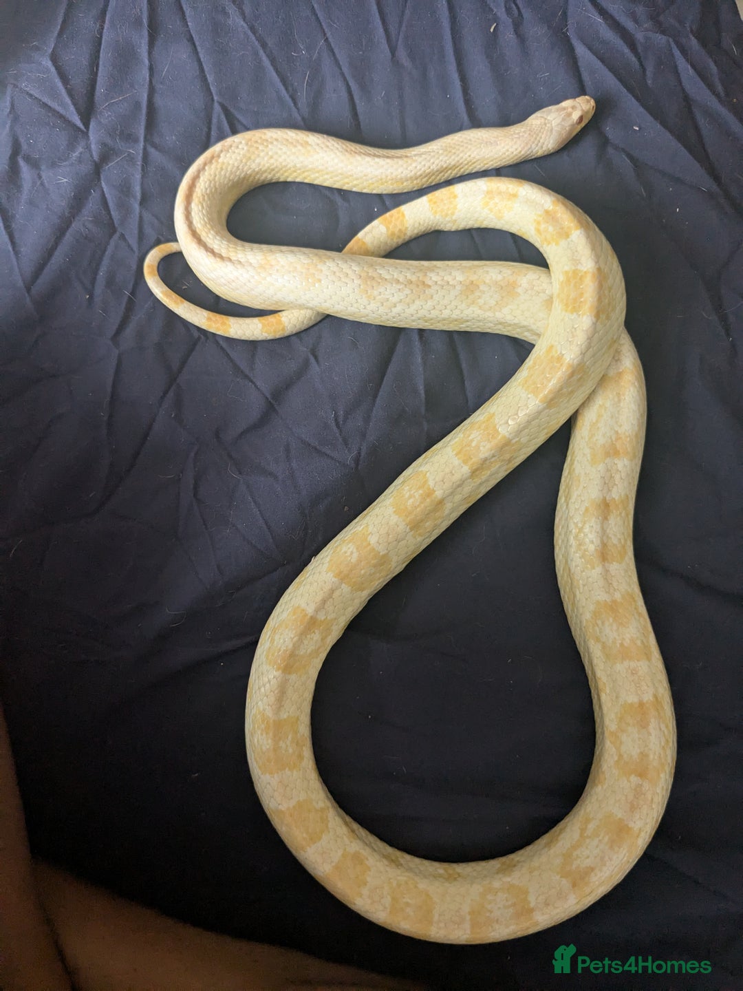 Corn Snake reptiles for sale: Snow morph corn snake  - Image 2