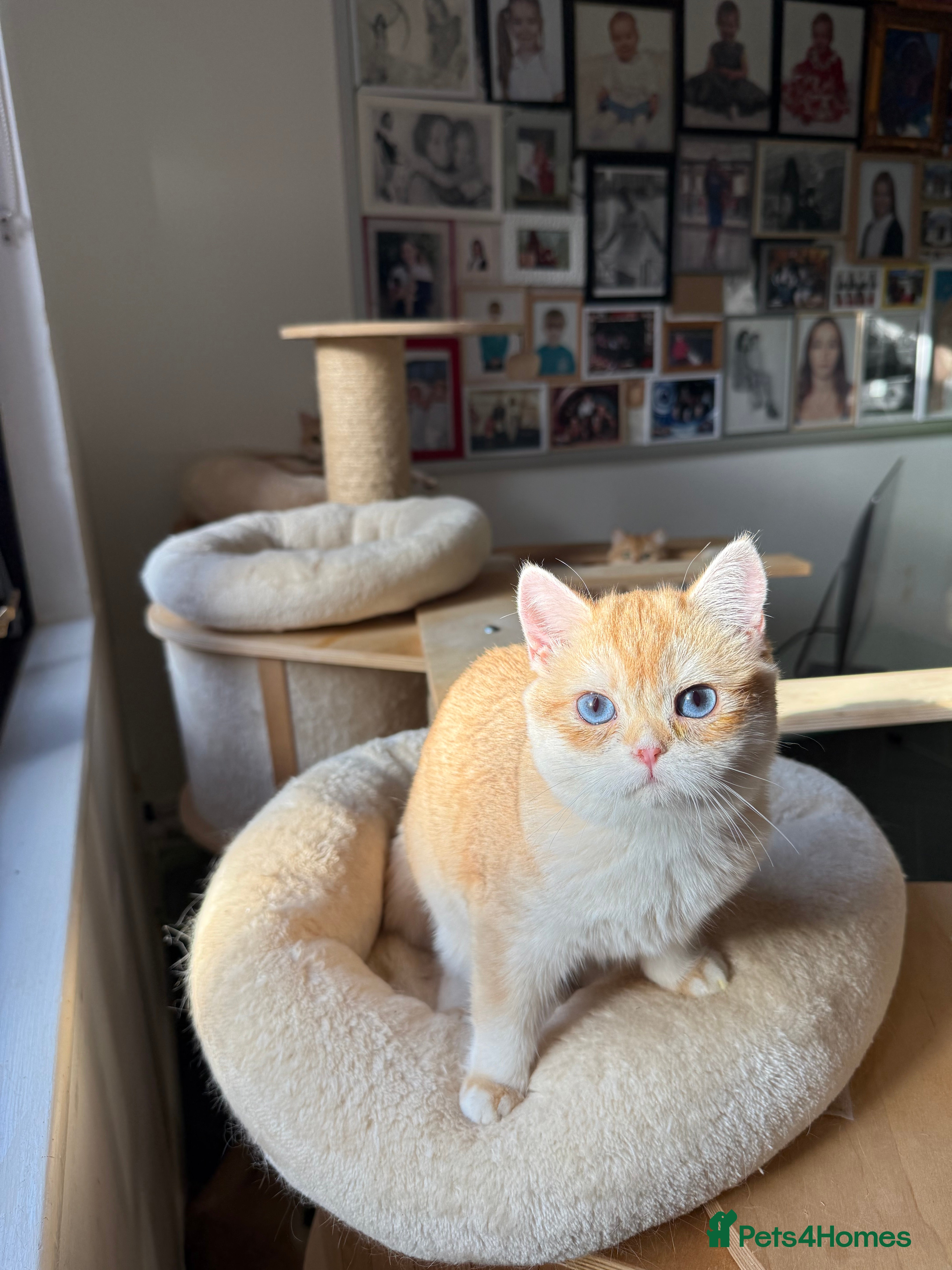 British Shorthair cats GCCF reg BLH Last Chocolate Golden Male Kitten - Advert 18