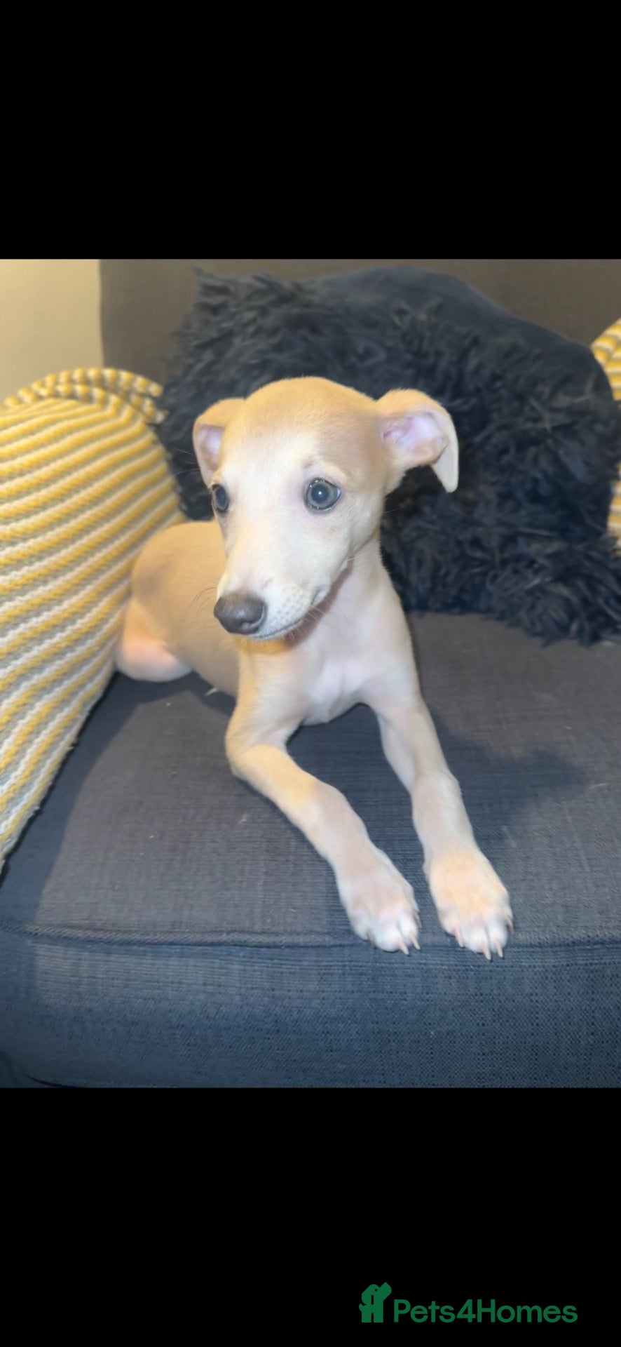 Whippet dogs Stunning KC cream whippet girl - Advert 5