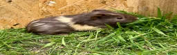 Guinea Pig rodents for sale: Young Guinea pigs  - Advert 21