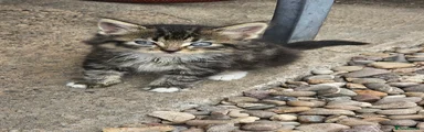 Tabby boy