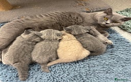 British Shorthair cats for sale: British Shorthair Boy  - Image 2