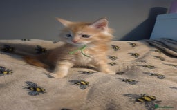Maine Coon cats for sale: Gorgeous maine coon kittens - Image 8