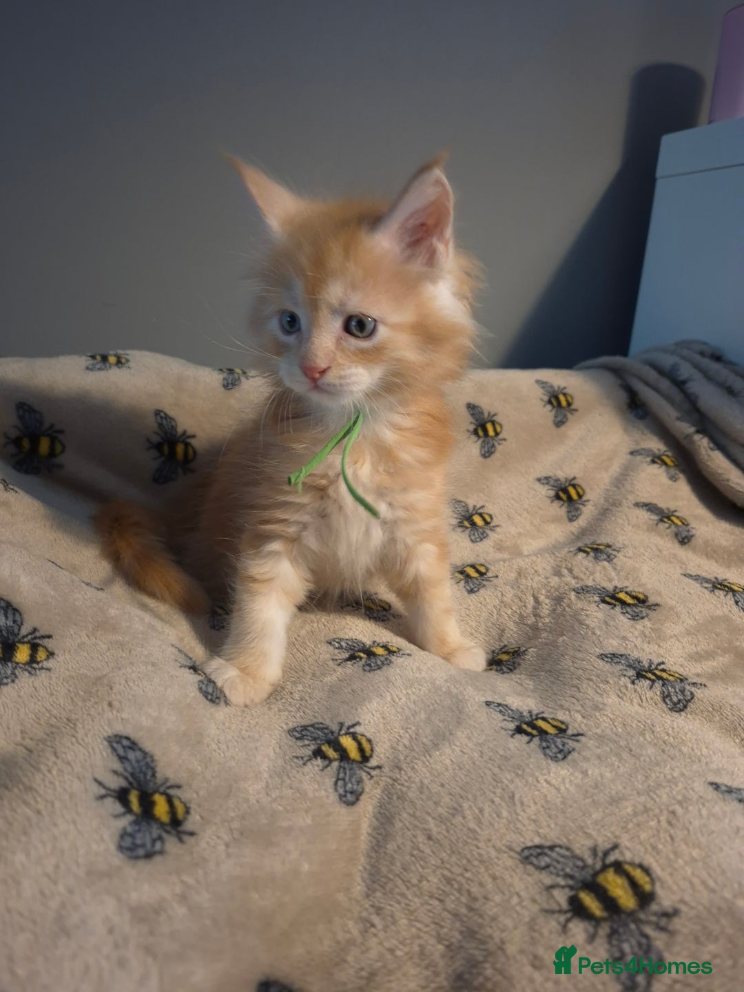 Maine Coon cats for sale: Gorgeous maine coon kittens - Image 8