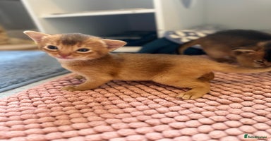 Abyssinian cats - Advert 1