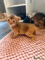 Abyssinian cats - Advert 2