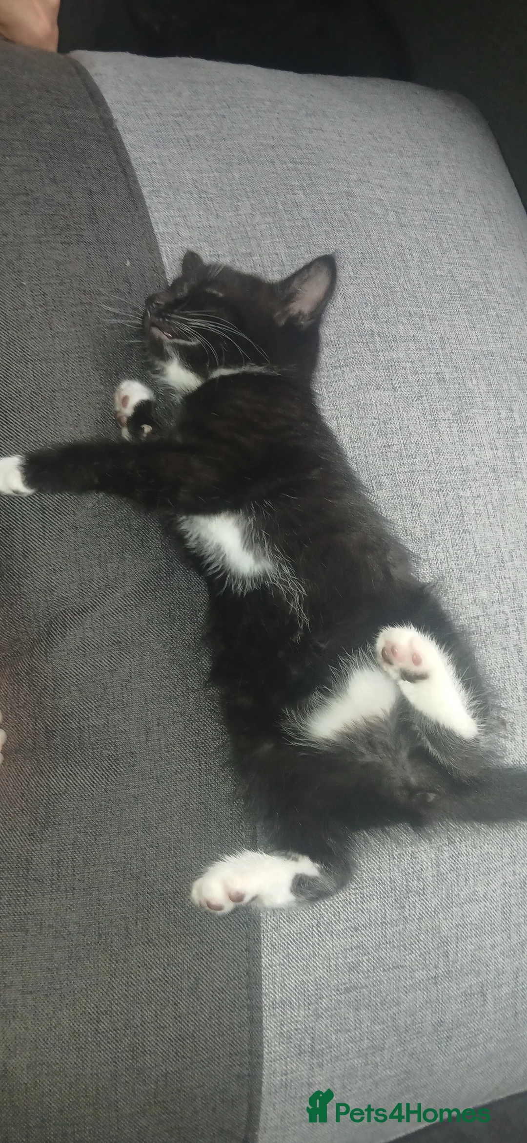 Mixed Breed cats for sale: Cute kittens in Wrexham - Advert 2