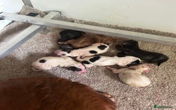 Cocker Spaniel dogs for sale: KC working Cocker Spaniels - Image 8