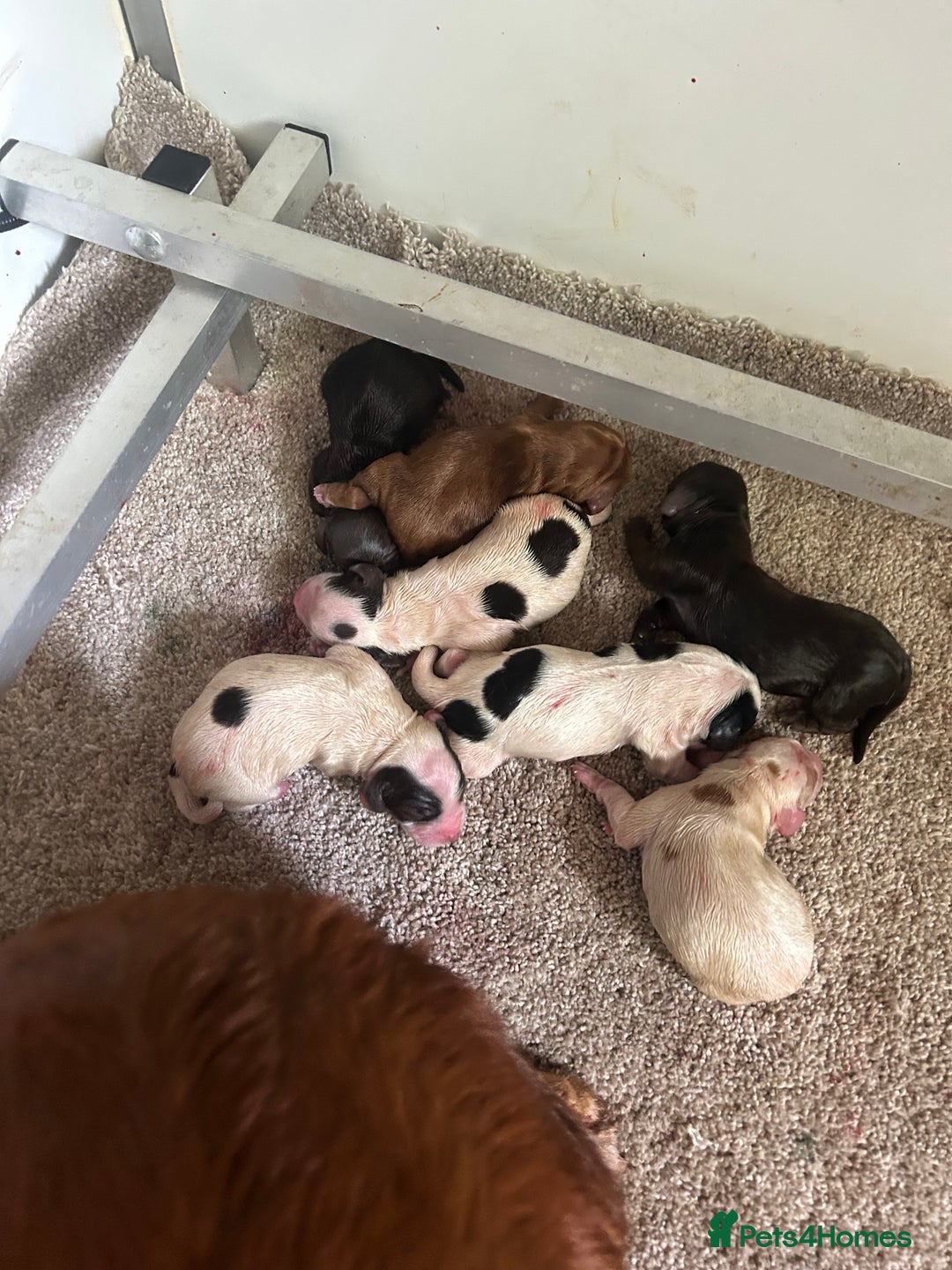 Cocker Spaniel dogs for sale: KC working Cocker Spaniels - Image 8