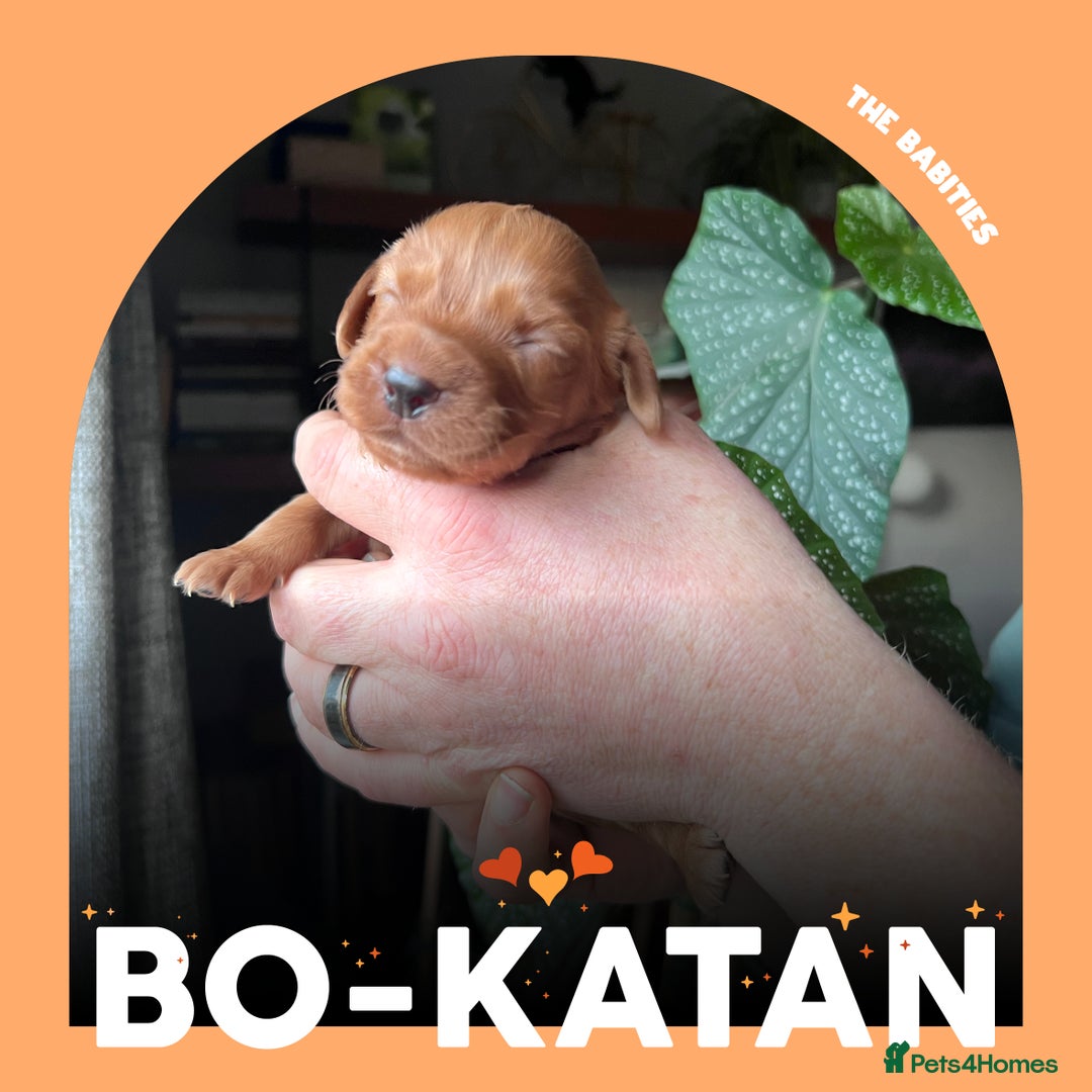 Cocker Spaniel dogs for sale: Working Cocker Spaniels Puppies for sale  - Advert 6