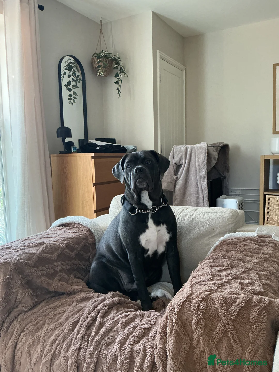 Cane Corso dogs for sale: Beautiful blue cane corso in Southampton - Advert 1
