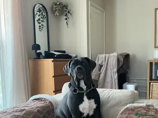 Cane Corso dogs Beautiful blue cane corso - Advert 15