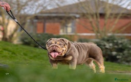 English Bulldog dogs for sale: Top quality English bulldog KC REG - Image 5