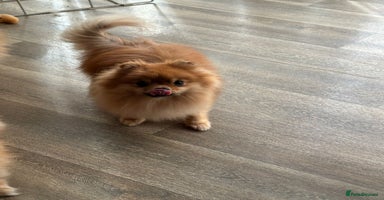 Pomeranian dogs - Advert 3