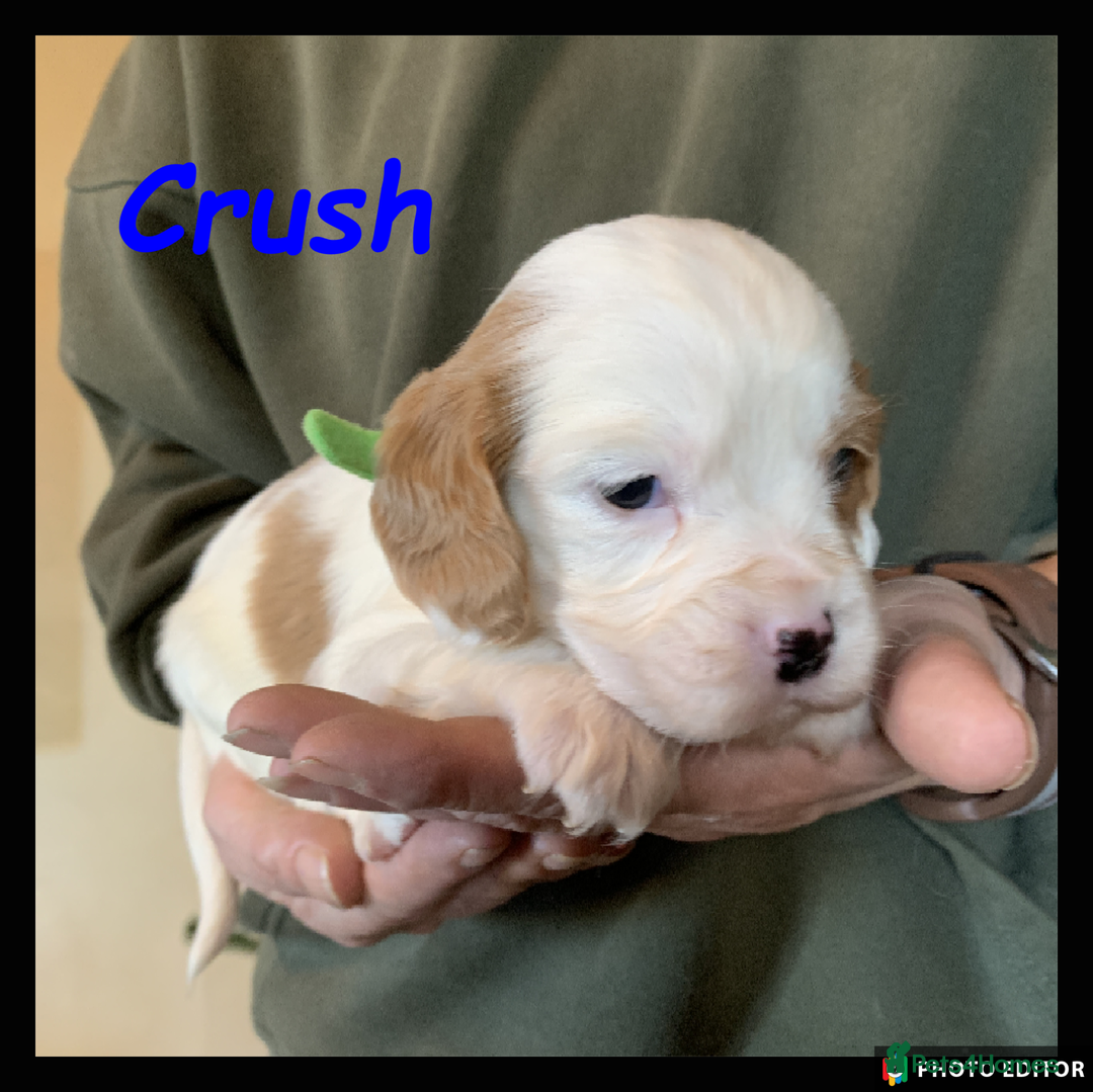 Cockalier dogs for sale: Beautiful Cockalier Pups – Loving Homes Await - Advert 19