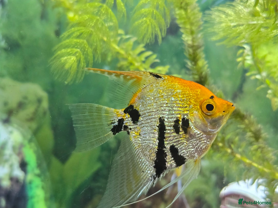 Angelfish fish for sale: All fish 100£ - Image 15