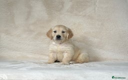 Golden Retriever dogs for sale: Stunning golden retriever puppies for sale  - Image 16