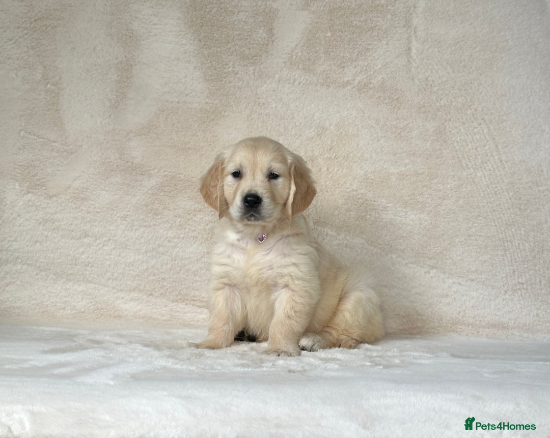 Golden Retriever dogs for sale: Stunning golden retriever puppies for sale  - Image 16